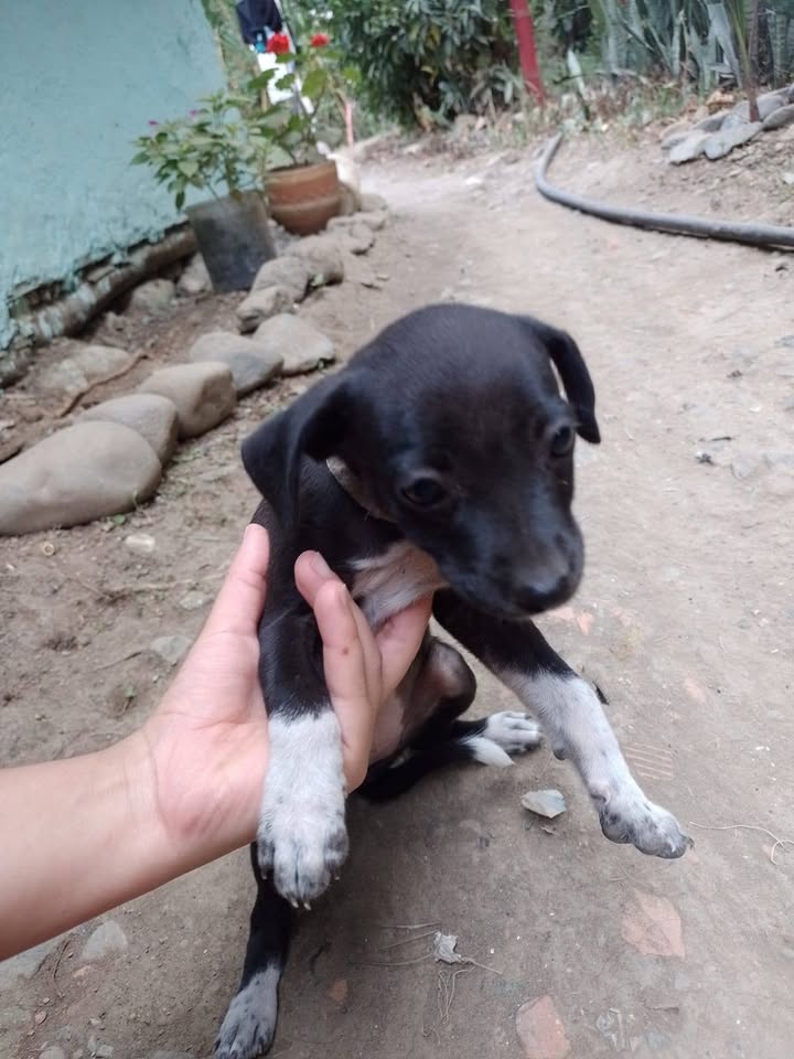 Cachorros en adopción responsable en Tuluá 