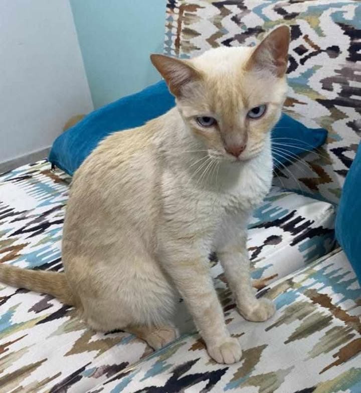 Gatico en Adopción Responsable en Pereira 