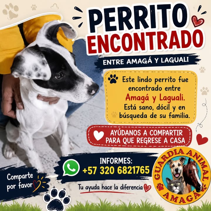 Perrito encontrado en Amagá, Antioquia 
