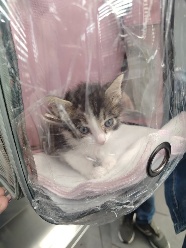 Jornada de Esterilización y Adopción Responsable en Bogotá 