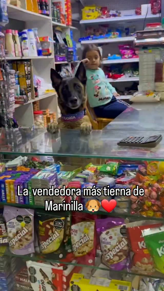 Adopta a Guerrita, la perrita colaboradora de tienda en Marinilla 
