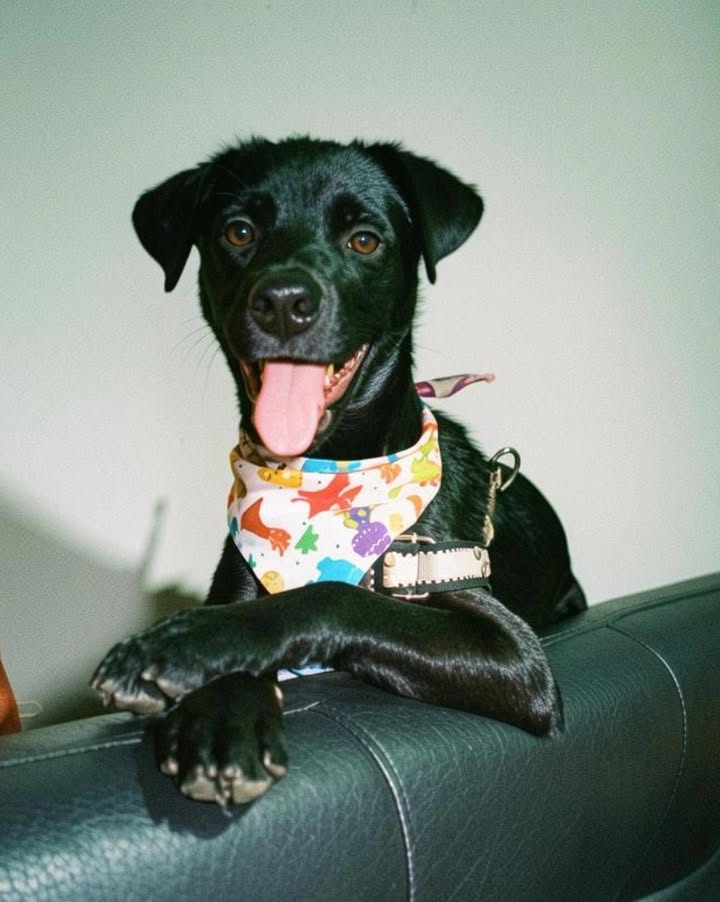 Adopta a Kanel, perrita juguetona y cariñosa en Tuluá 