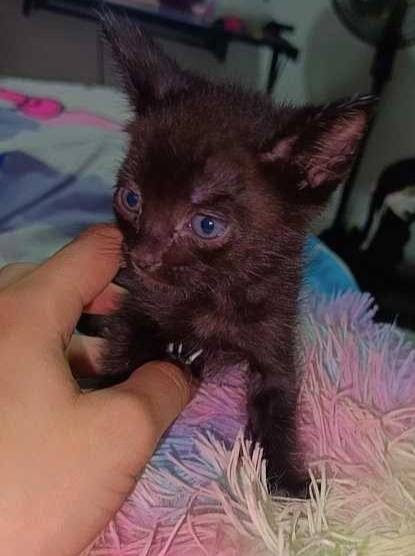 Adopta Gatitos en Pereira 
