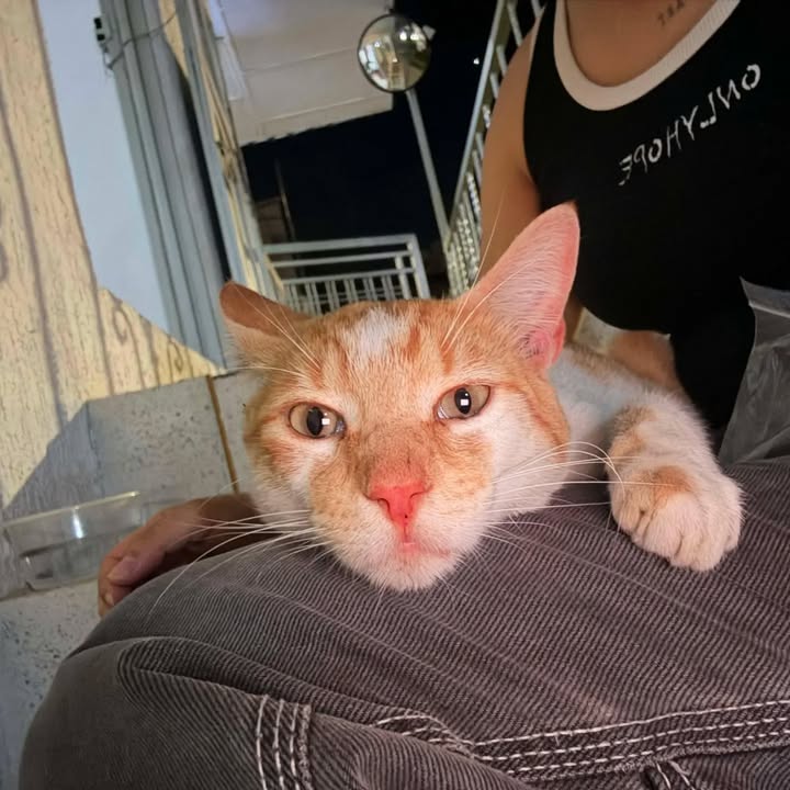 Gato Macho Busca Hogar en Pereira, Risaralda 