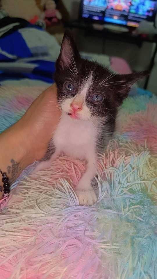 Adopta Gatitos en Pereira 