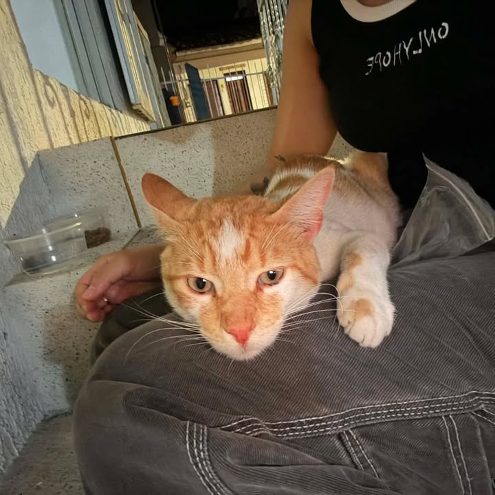 Gato Macho Busca Hogar en Pereira, Risaralda 