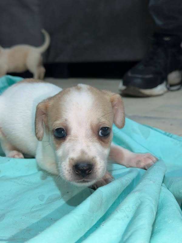 Cachorro blanco y cafe en adopcion 