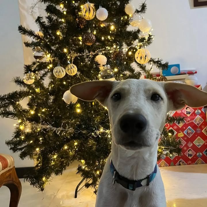 Perro de 11 meses en adopción en Pereira, Colombia 