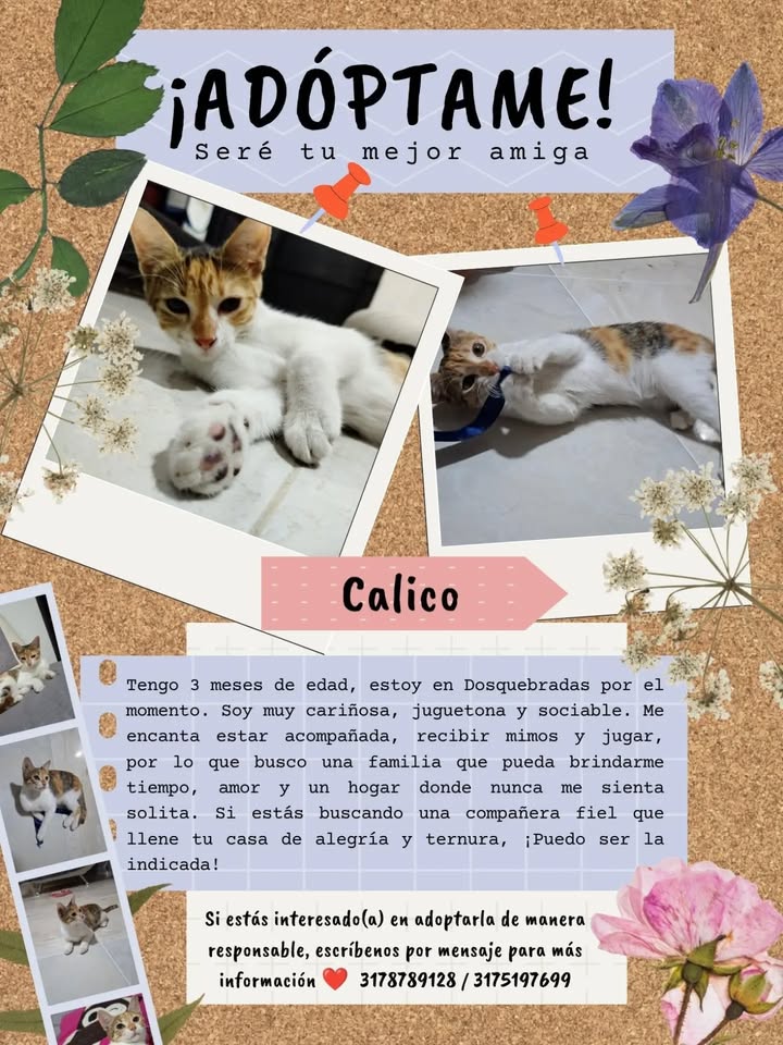 Gato Calico en Adopcion en Pereira 