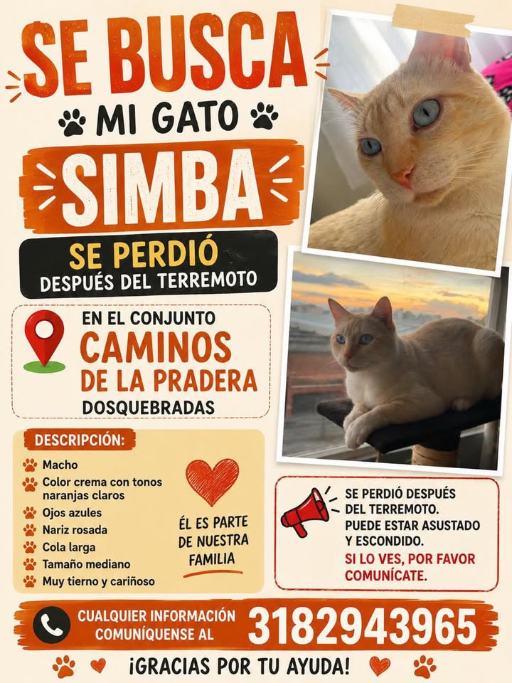 Se busca gato Simba perdido después del terremoto 