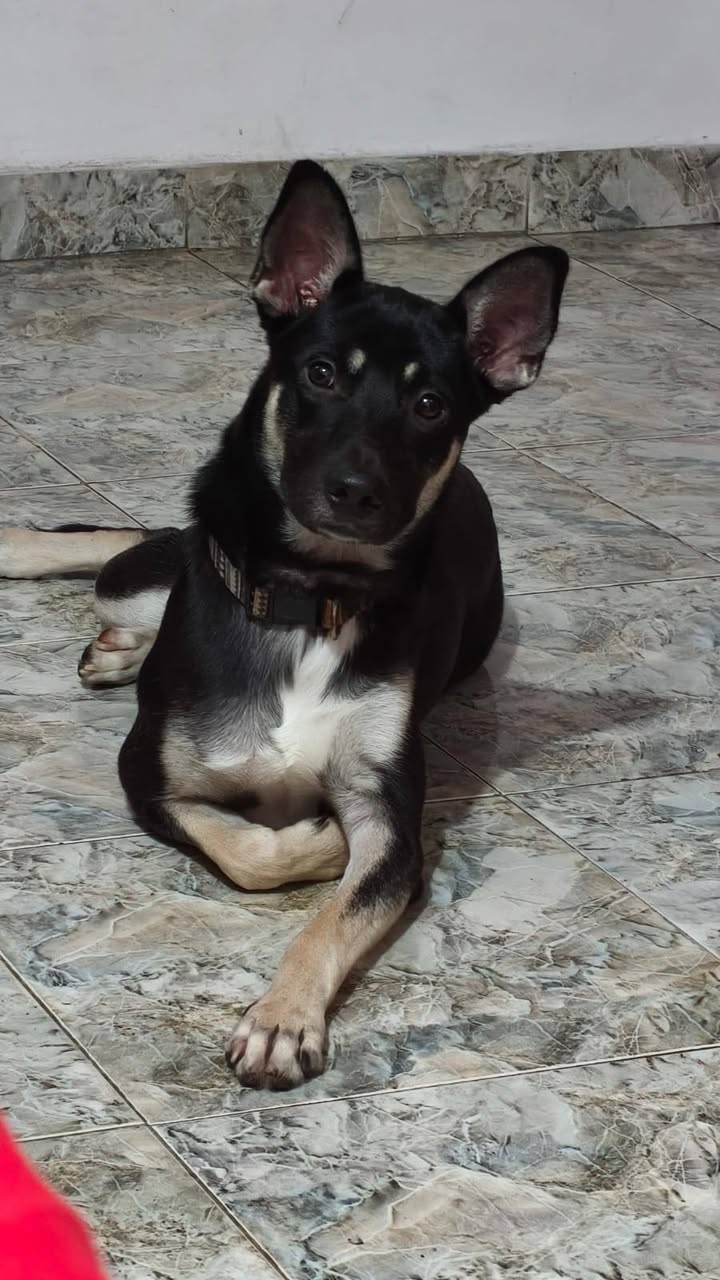 Adopción de perro Roki en Tuluá, Valle 