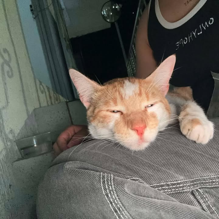 Gato Macho Busca Hogar en Pereira, Risaralda 