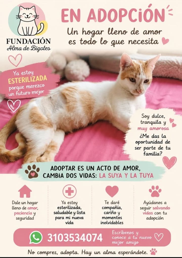 Gato Anaranjado y Blanco en Adopción en Bogotá 