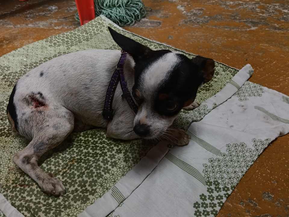 Mascota encontrada en Santa Rosa de Cabal, Risaralda 