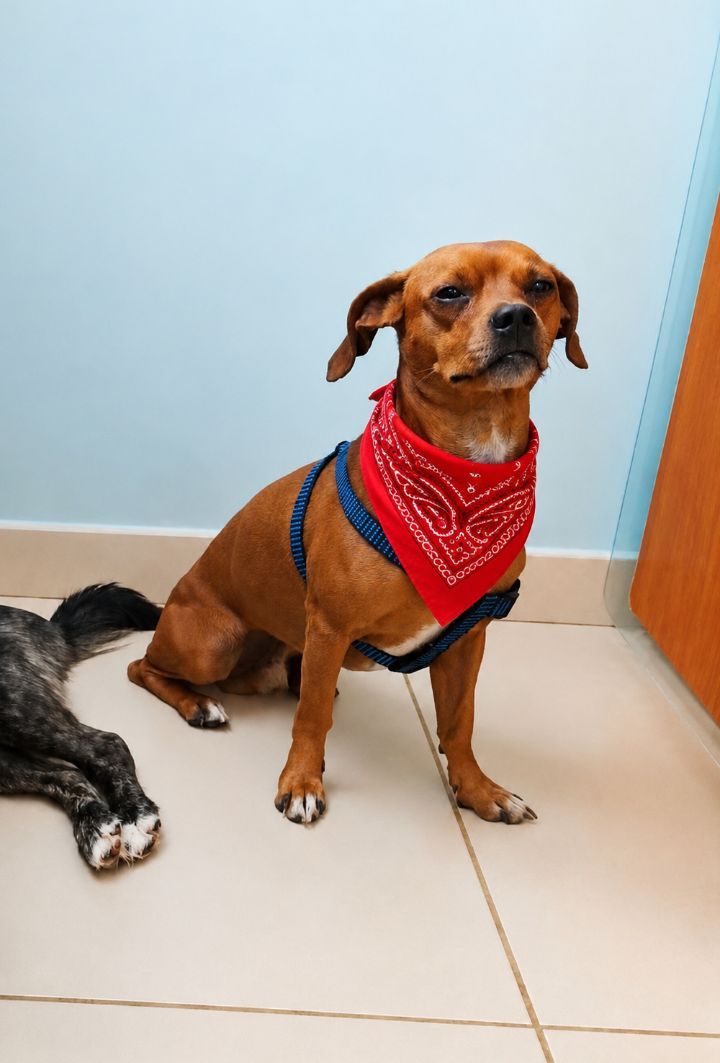 Adopcion perro Macho Neira Caldas 