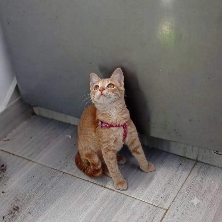 Gatica de 4 meses busca hogar en Pereira, Risaralda 
