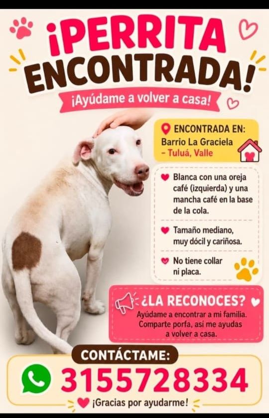 Perrita encontrada en Tuluá, Valle 