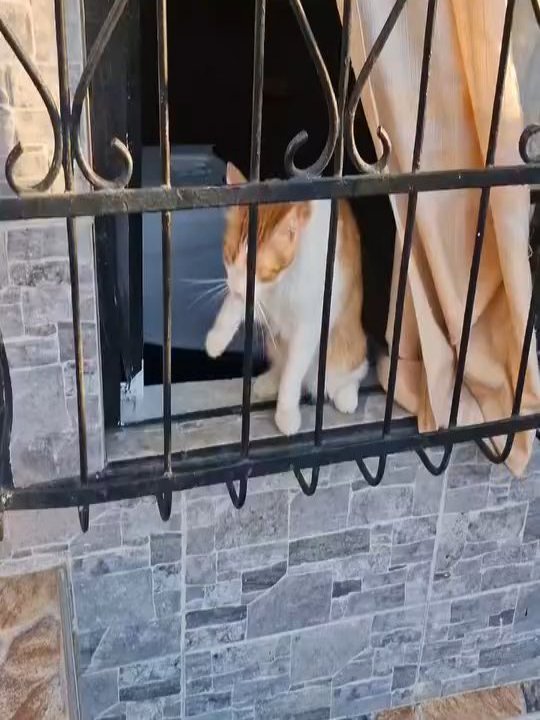 Gato abandonado en Pereira busca hogar 