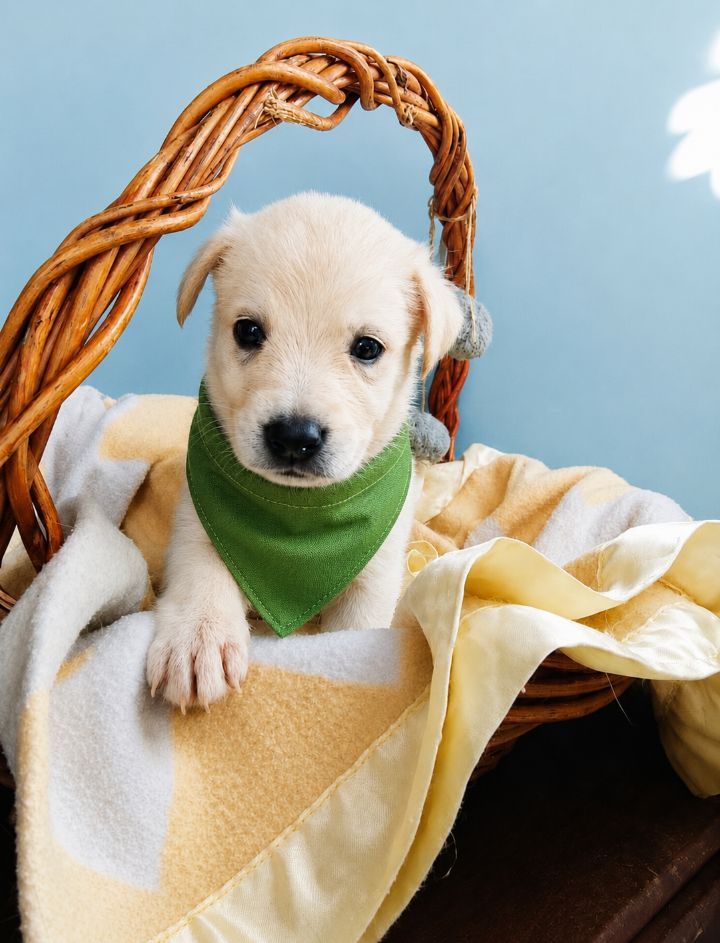 Adopción de perro tamaño mediano a grande en Neira, Caldas 