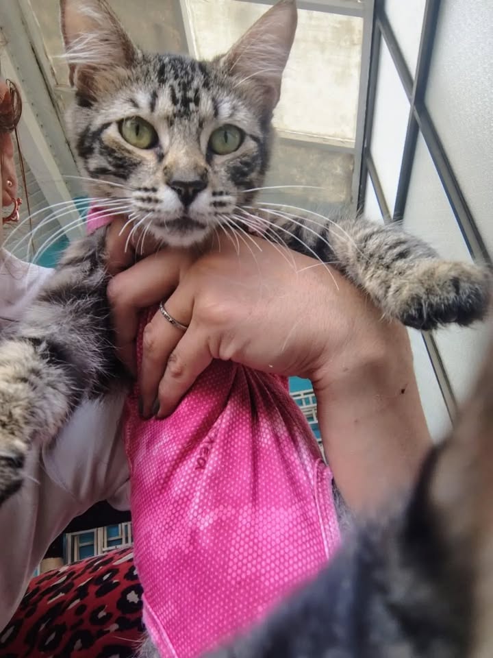 Adorable gatita Gema lista para adopción en Bogotá 