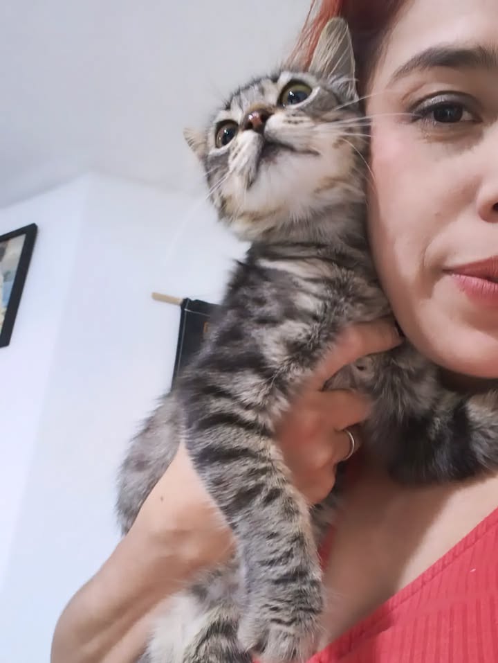 Gatita Amapola lista para adopción en Bogotá 