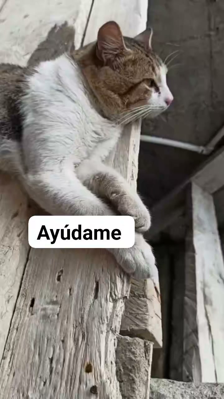 Gatito busca hogar en Sevilla, Valle 