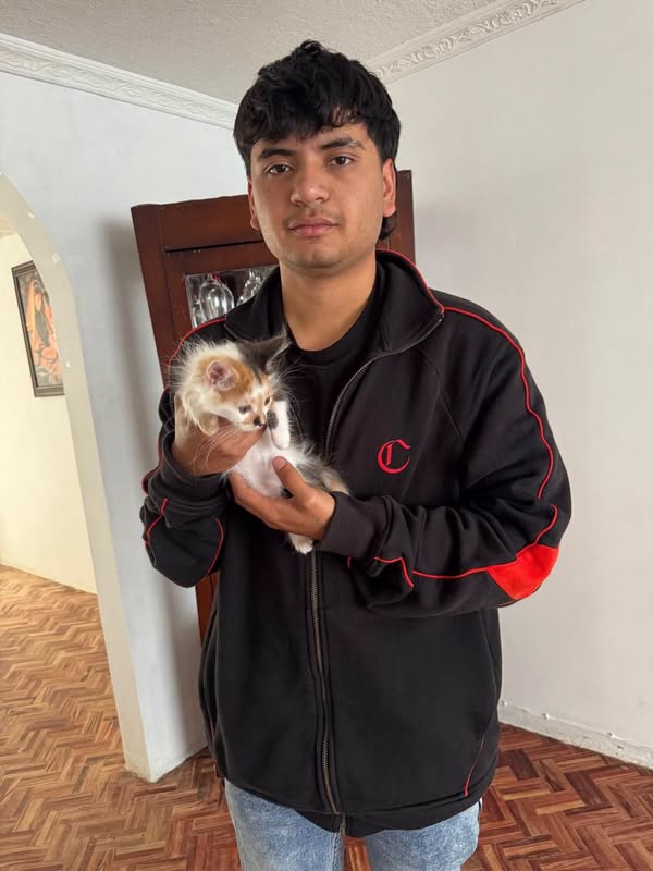 Gatito para adopción en Pasto, Nariño 