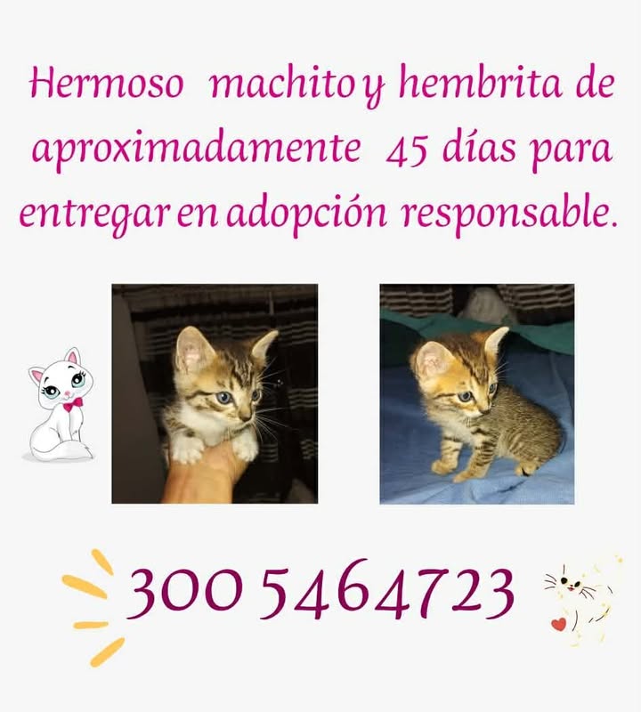 Gatitos en adopción responsable en Pereira 