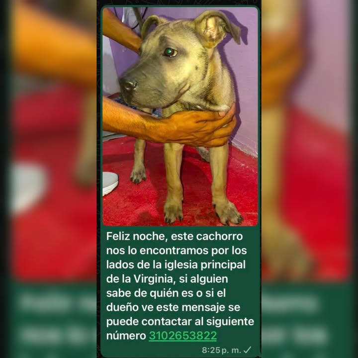 Cachorro encontrado en La Virginia 