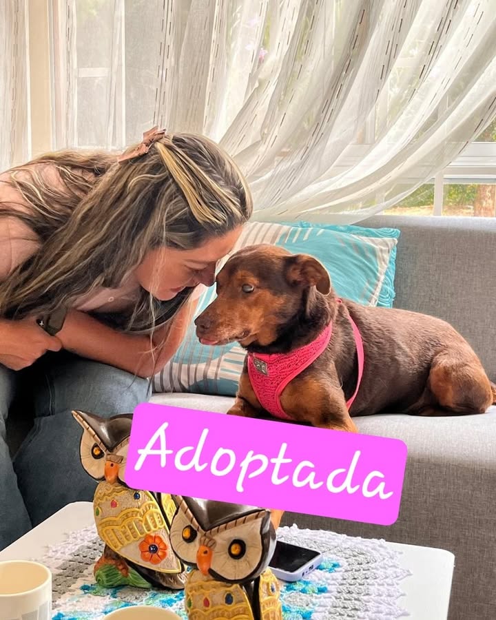 Adopción de perra adulta mayor en Armenia, Quindío 