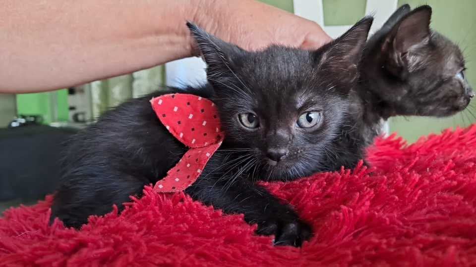 Gatico en adopción responsable en Tuluá 