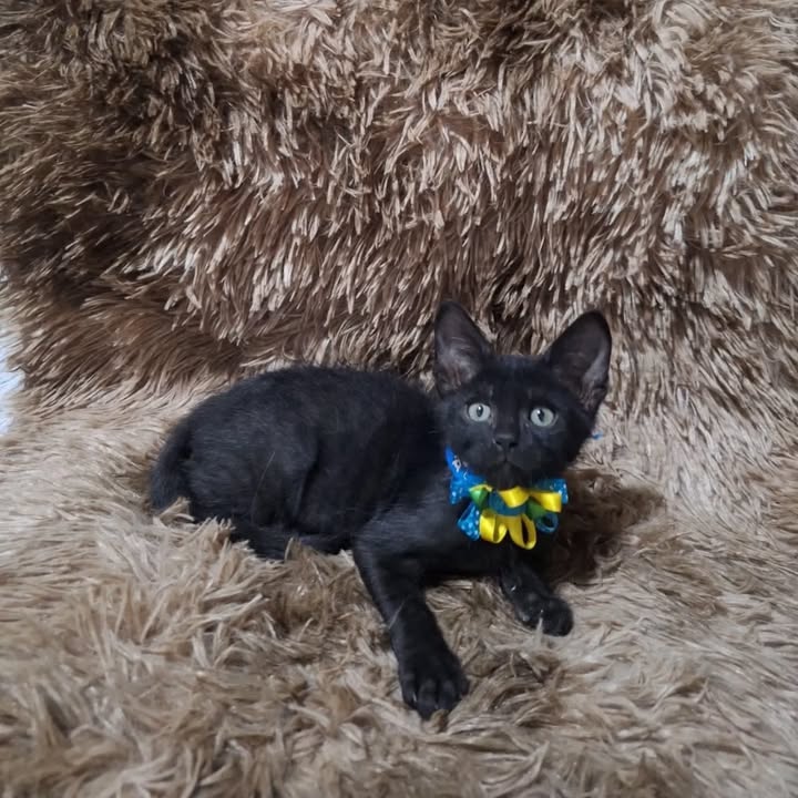Adopción de gatitos rescatados del abandono en Pereira 