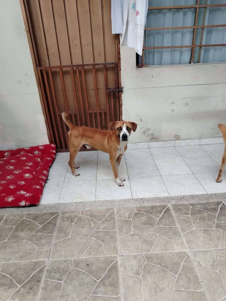 Adopción Urgente Perros en Tuluá, Valle 
