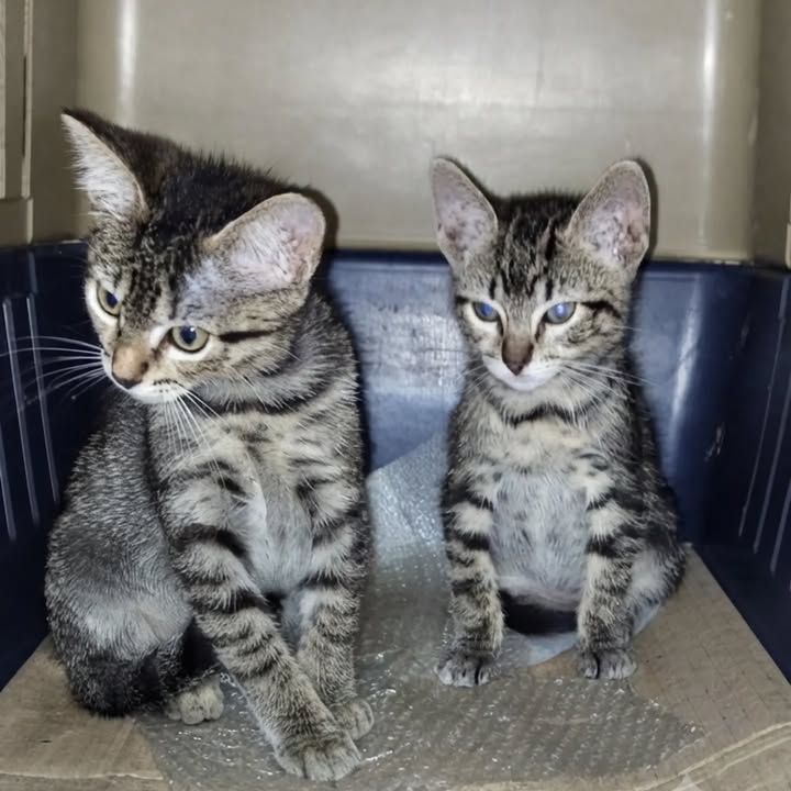 Hermosas gatitas en adopción en Pereira 