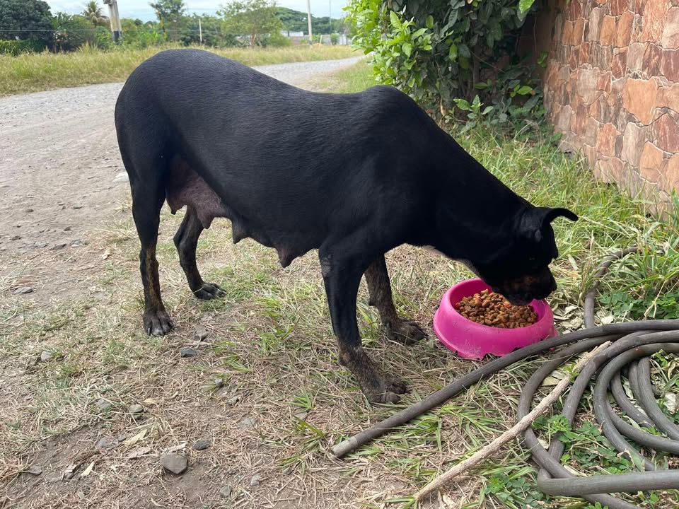 Perra en adopción en Tuluá, Valle 