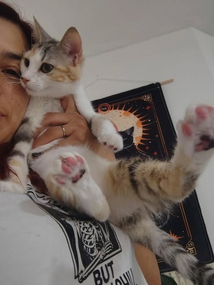 Gatos Tofu y Hanna en adopción responsable en Bogotá 