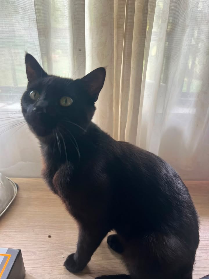 Gato negro cariñoso busca hogar en Santa Rosa de Cabal 