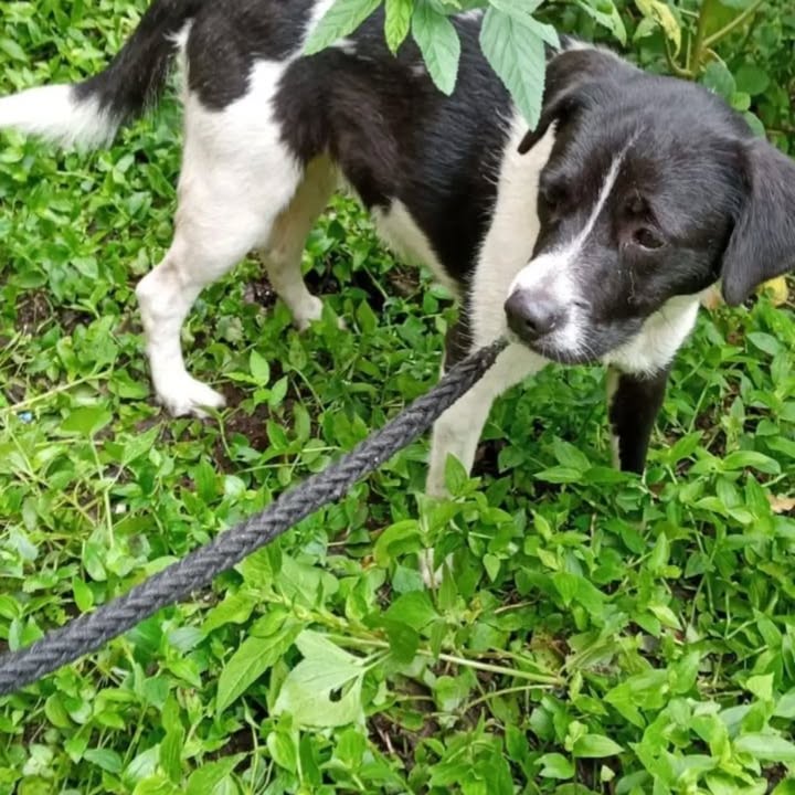 Adopción Perrita Pequeña Cariñosa Esterilizada en Pereira 