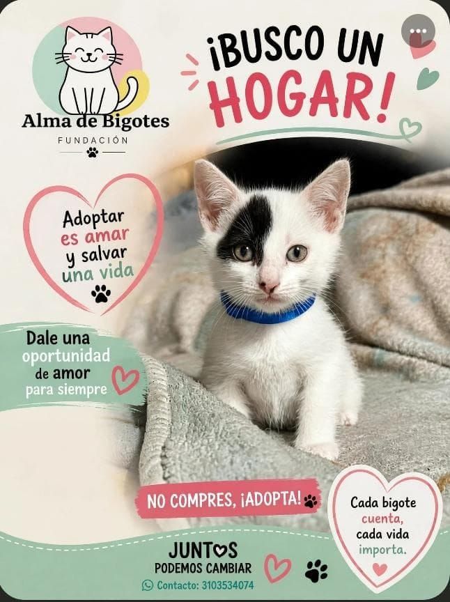Adorable gatito blanco y negro busca hogar en adopción 