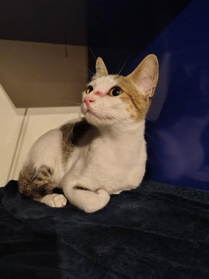 Gatos Tofu y Hanna en adopción responsable en Bogotá 