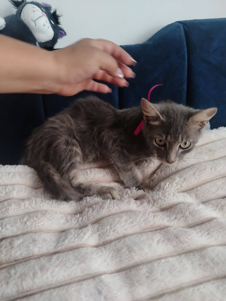 Adopción de Gatitos y Gatos en Bogotá 