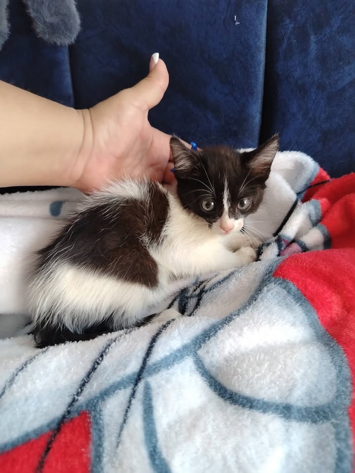 Adopción de Gatitos y Gatos en Bogotá 