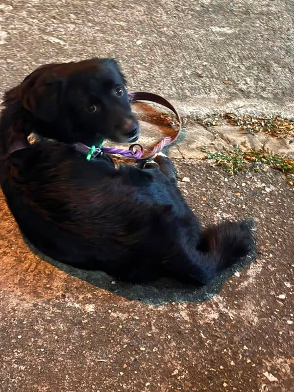 Perro negro encontrado en Cali 