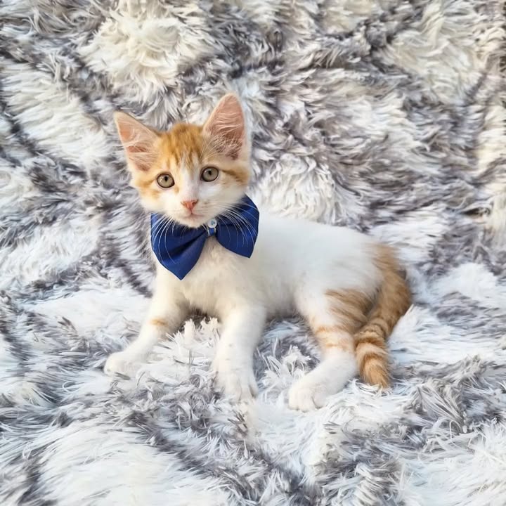 Gatitas en adopción en Pereira, Risaralda 