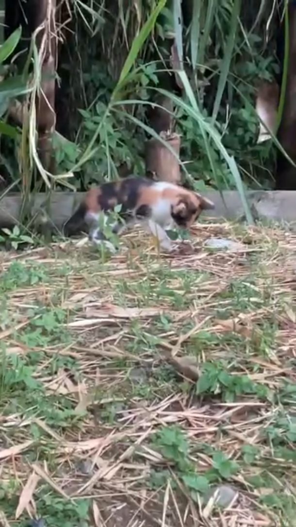 Gatita busca hogar en Pereira, Risaralda 
