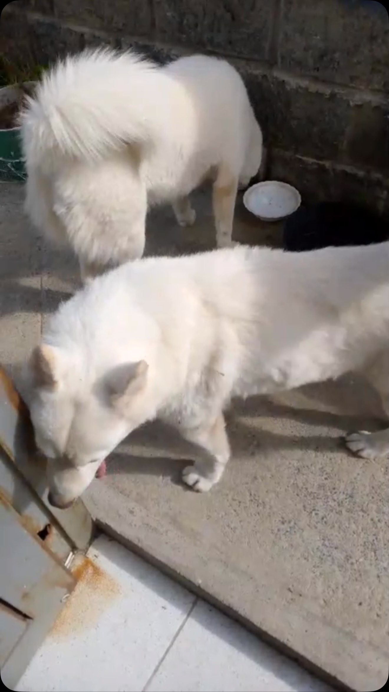 Perros Husky/Lobo Siberiano encontrados en La Macarena, Dosquebradas 