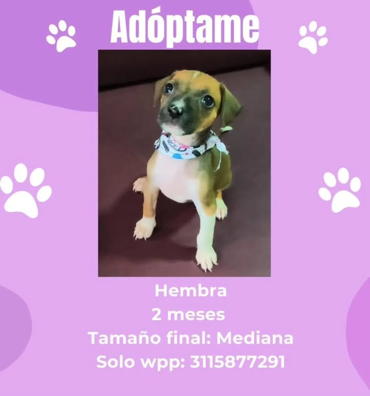 Cachorro en adopción en Pereira 
