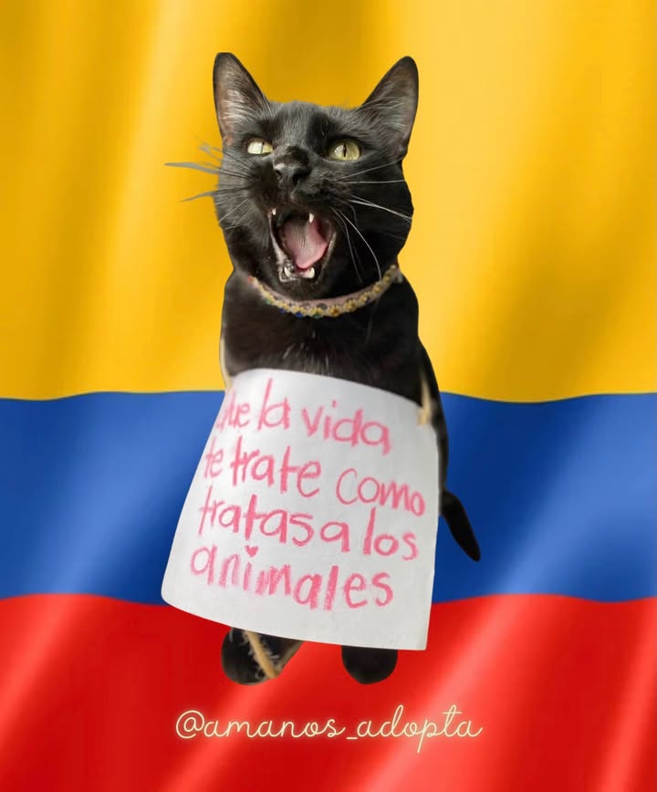Gato negro en adopción en Bogotá 