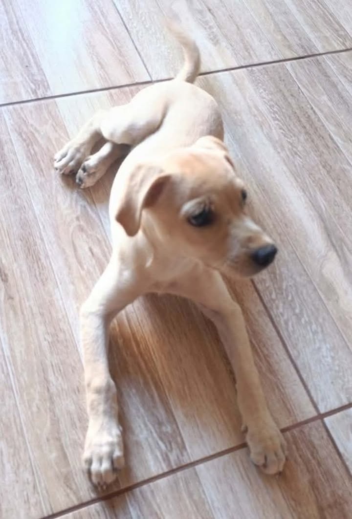 Linda perrita en busca de un hogar responsable y amoroso 