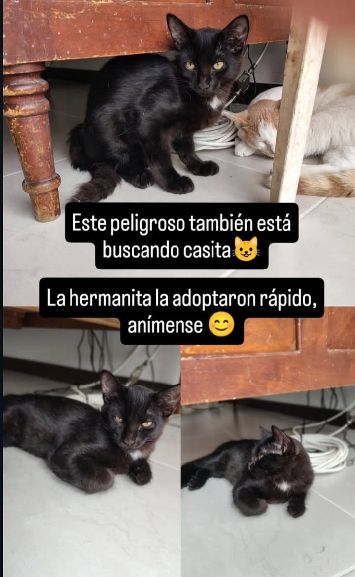 Gato negro en adopción en Cali 